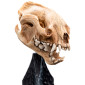 Lord of the Rings Miniature Skull of a Warg 20 cm obrázok 4